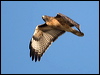 red_tailed_hawk_110396