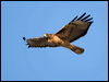 red_tailed_hawk_110397