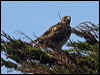 red_tailed_hawk_69309
