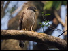 Click here to enter gallery and see photos of Roadside Hawk