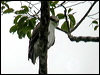 Click here to enter gallery and see photos of Rufous-bellied Eagle
