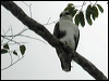 rufous_bellied_eagle_06349