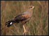 Click here to enter gallery and see photos of Savanna Hawk
