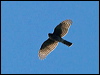 Click here to enter gallery and see photos of Sharp-shinned Hawk