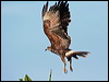Click here to enter gallery and see photos of Snail Kite