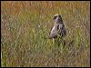 spotted_harrier_07854