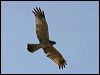 spotted_harrier_07877