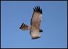 spotted_harrier_09785