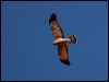 spotted_harrier_80355