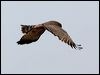 spotted_harrier_93223