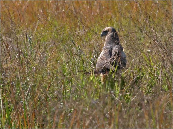 Spotted Harrier spotted_harrier_07854.psd