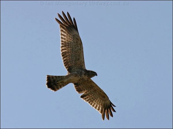 Spotted Harrier spotted_harrier_07877.psd