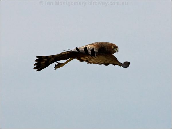 Spotted Harrier spotted_harrier_93220.psd