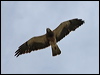 Click here to enter gallery and see photos of Swainson's Hawk