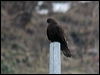 Click here to enter gallery and see photos of Upland Buzzard