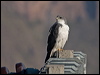 Click here to enter gallery and see photos of Variable Hawk