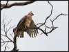 Click here to enter gallery and see photos of Wallace's Hawk-eagle