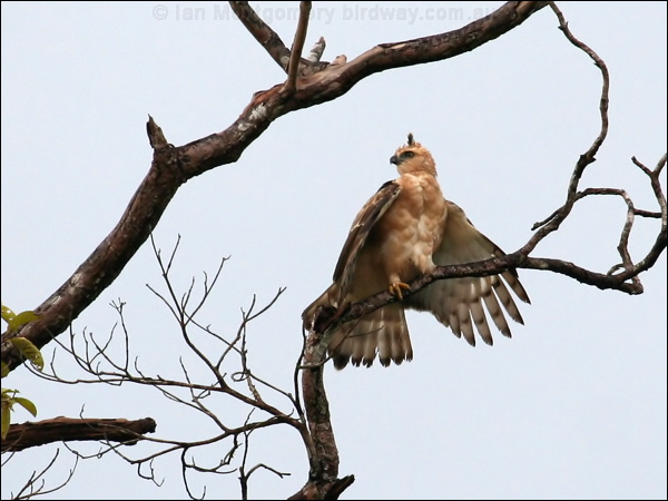Wallace's Hawk-eagle wallaces_hawk_eagle_48732.psd