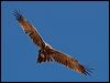 wedge_tailed_eagle_151901