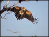 wedge_tailed_eagle_151915