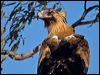 Click here to enter gallery and see photos of Wedge-tailed Eagle