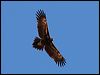 wedge_tailed_eagle_80334