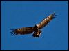 wedge_tailed_eagle_80335