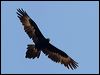 wedge_tailed_eagle_87583