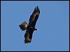 wedge_tailed_eagle_87591