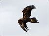 wedge_tailed_eagle_93903