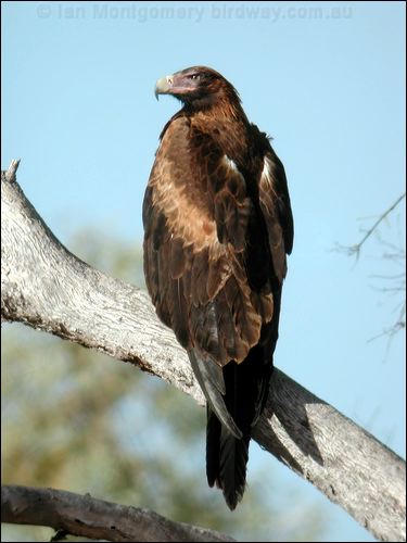 Wedge-tailed Eagle wedge_tailed_eagle_09994.psd
