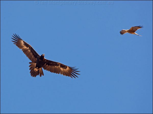Wedge-tailed Eagle wedge_tailed_eagle_151899.psd