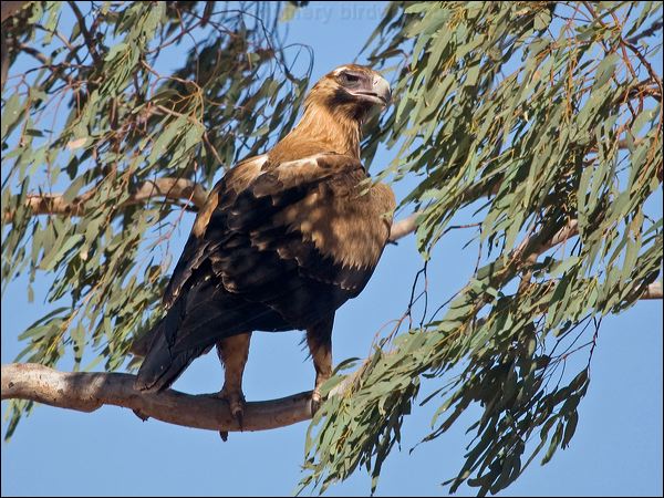 Wedge-tailed Eagle wedge_tailed_eagle_151930.psd