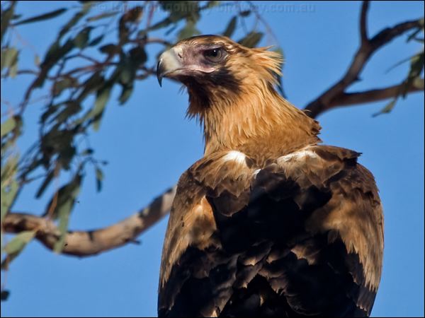 Wedge-tailed Eagle wedge_tailed_eagle_151932.psd