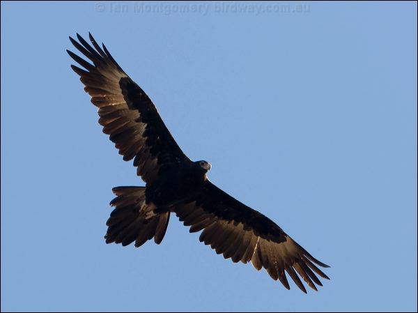 Wedge-tailed Eagle wedge_tailed_eagle_87583.psd