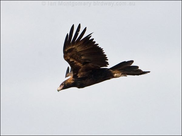 Wedge-tailed Eagle wedge_tailed_eagle_93904.psd