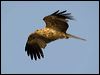 Click here to enter gallery and see photos of Whistling Kite