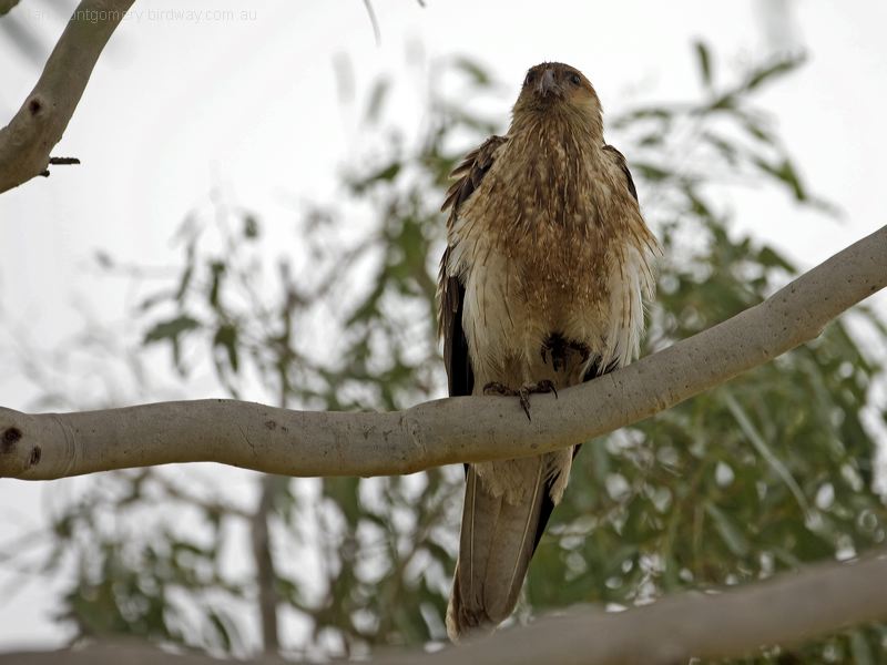 Whistling Kite whistling_kite_169829.psd