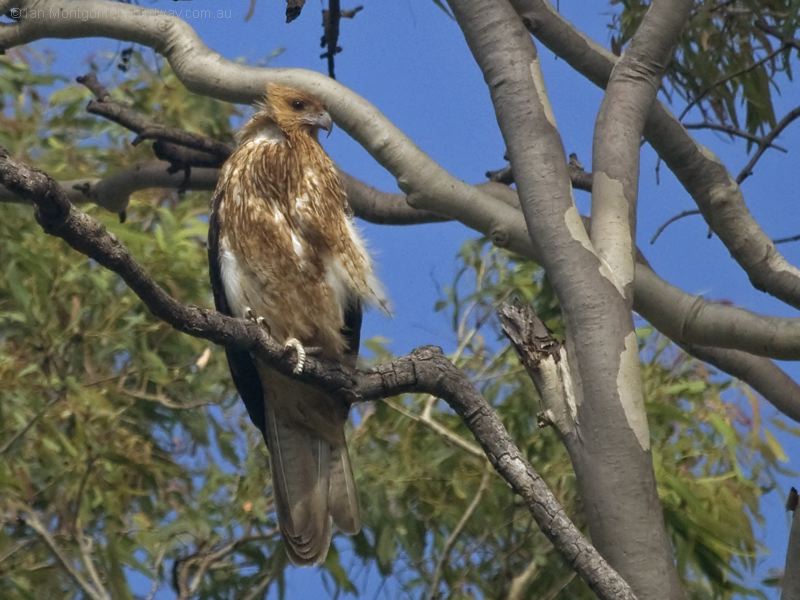 Whistling Kite whistling_kite_210369.psd