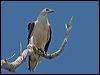 Click here to enter gallery and see photos of White-bellied Sea-Eagle