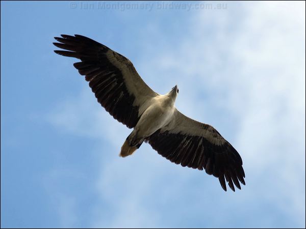 White-bellied Sea-eagle whitebelliedseaeagle_91836.psd