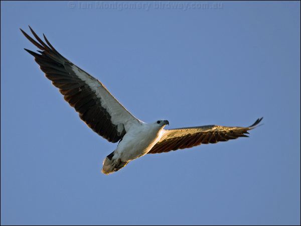 White-bellied Sea-eagle whitebelly_seaeagle_163483.psd