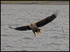 white_tailed_eagle_201190