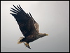 white_tailed_eagle_201208