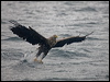 white_tailed_eagle_201263