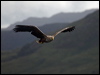 white_tailed_eagle_201271