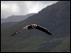 white_tailed_eagle_201272