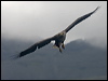 white_tailed_eagle_201282