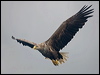 Click here to enter gallery and see photos of White-tailed Eagle