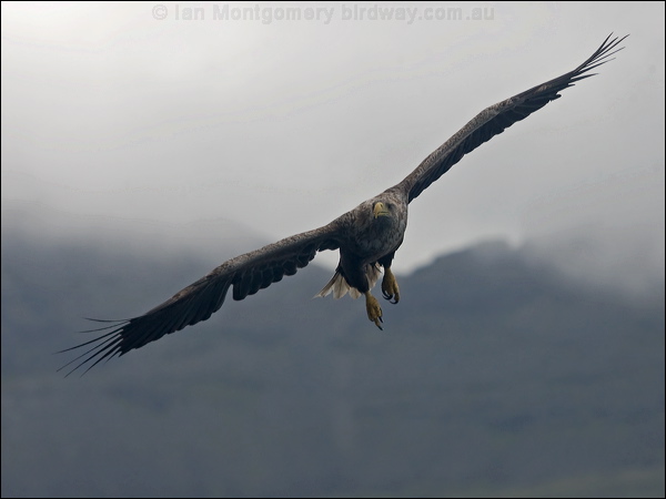 White-tailed Eagle white_tailed_eagle_201282.psd